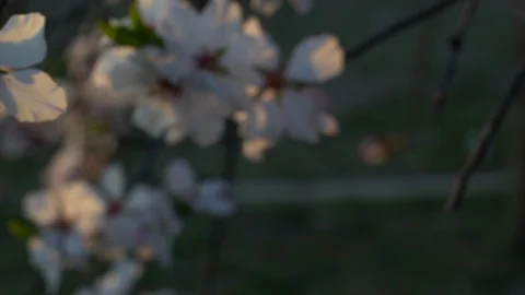 Closeup of Blooming plum tree with white flowers  Pan Left 動画素材 126951117