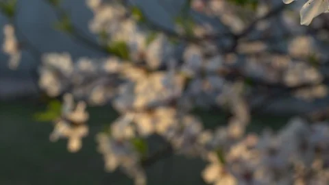 Closeup of Blooming plum tree with white flowers  Pan Right 動画素材 126951202