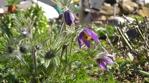 Closeup from blooming Pulsatille vulgaris, the European or common pasqueflower Stock Footage