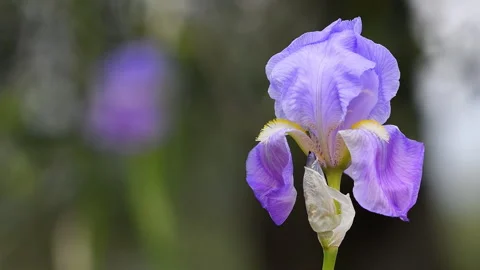 Closeup on Blooming purple iris Stock Footage 273977087