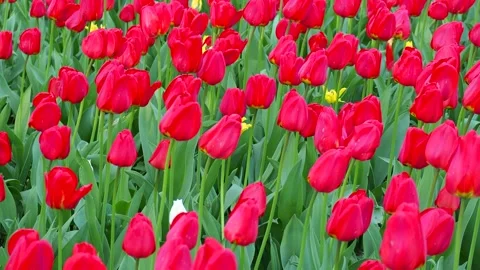 Closeup of blooming red tulips swaying in breeze. Vibrant flowers in spring.. Stock Footage 337044634