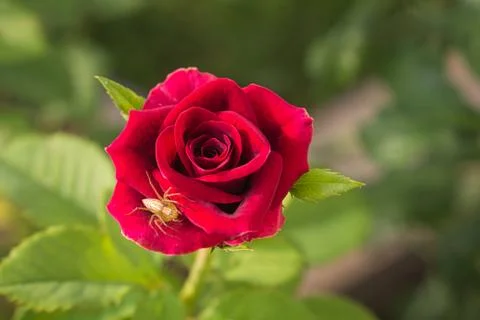 Closeup of blooming rose 库存照片