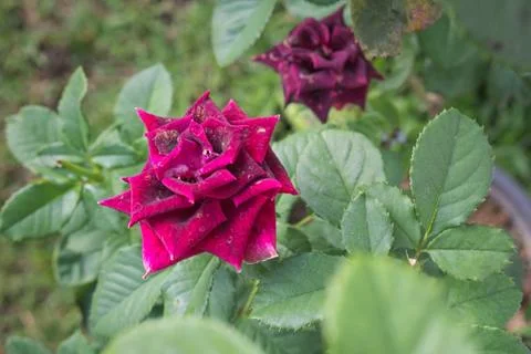 Closeup of blooming rose 库存照片