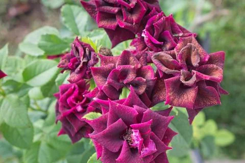 Closeup of blooming roses 库存照片