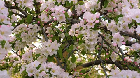 Closeup Blooming White And Pink Flowers Of The Apple Tree 库存影片 89849511