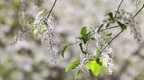Closeup of blooming white bird cherry brunches on blur background. Vidéo 49525207