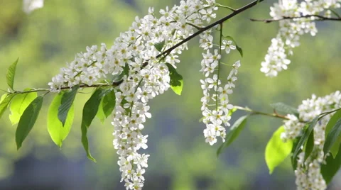 Closeup of blooming white bird cherry tree on blur background Vídeos de archivo 49525490