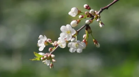 Closeup of blooming white cherry branch with buds trembling in the wind. Vídeos de archivo 49542831