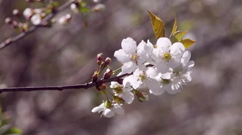 Closeup of blooming white cherry branch with buds on blur brown background. Vidéo 49550156