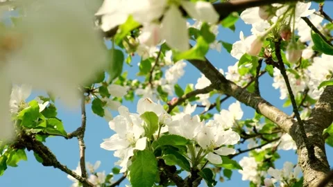 Closeup of blooming white pear or apple flowers morning sunlight. Tree branches Video stock 244056820