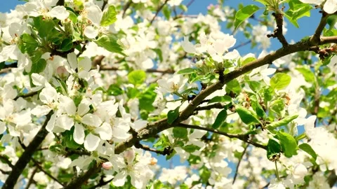 Closeup of blooming white pear or apple flowers under morning sunlight. Tree Video stock 264488348