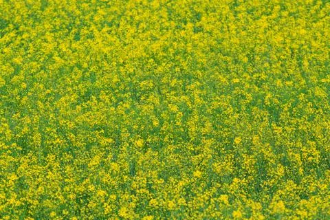 Closeup blooming yellow canola Stock Photos