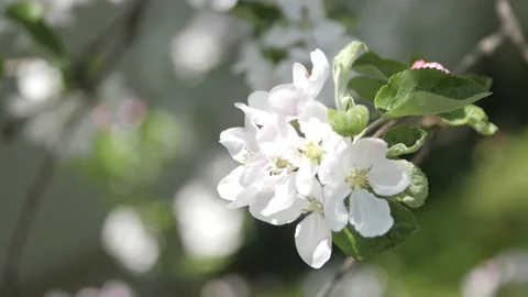 Closeup blossom apple tree branch with white flowers. Floral seasonal background Stock-Footage 232016284