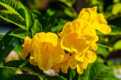 Closeup of the blossoming tecoma stans also called ginger thomas Stock Photos