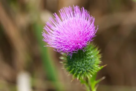 Closeup of a blossoming thistle Stock Photos