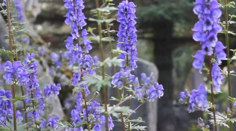 Closeup of blue bells waving in the wind on a sunny day, clear purple flowers Stock Footage 46026150