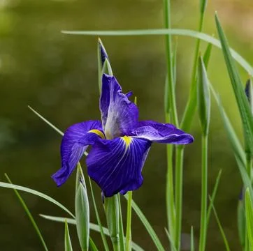 Closeup of blue colored water iris 写真素材