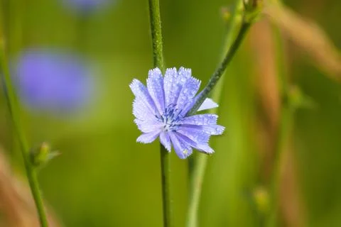 Closeup of blue common chicory flower with water drops and blurred plants on  Stock Photos