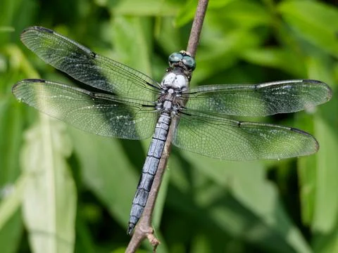 Closeup of Blue Dasher dragonfly on the edge of a field Fotos Stock