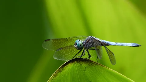 Closeup of Blue Dasher Dragonfly 스톡 동영상 278332056