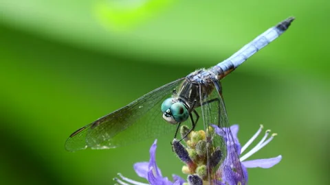 Closeup of Blue Dasher Dragonfly Stock Footage 309335359