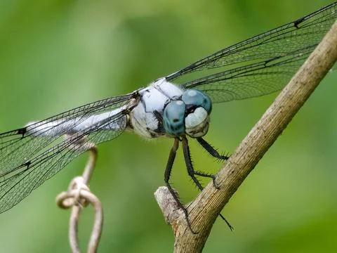 Closeup of Blue Dasher Dragonfly perched on twig. Фото