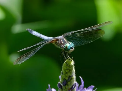 Closeup of Blue Dasher Dragonfly perched on flower Stockfoto's