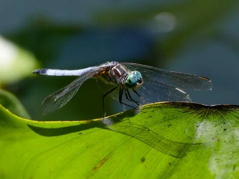 Closeup of Blue Dasher Dragonfly Fotos de archivo
