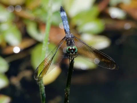 Closeup of Blue Dasher Dragonfly Fotos Stock