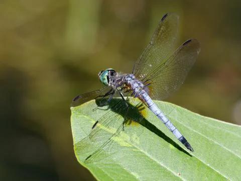 Closeup of Blue Dasher Dragonfly 写真素材