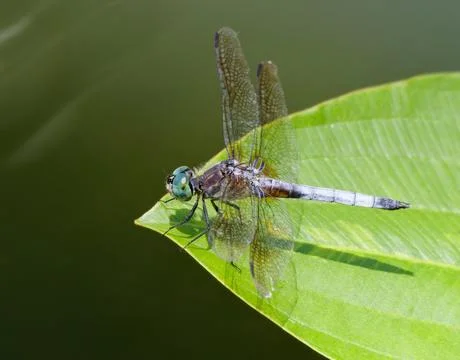 Closeup of Blue Dasher Dragonfly 库存照片
