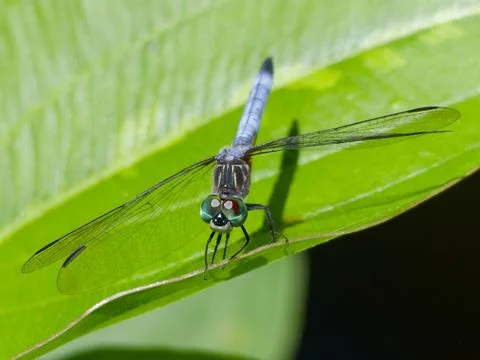 Closeup of Blue Dasher Dragonfly Foto stock