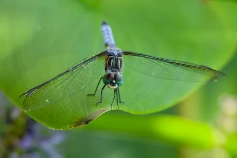 Closeup of Blue Dasher Dragonfly 库存照片