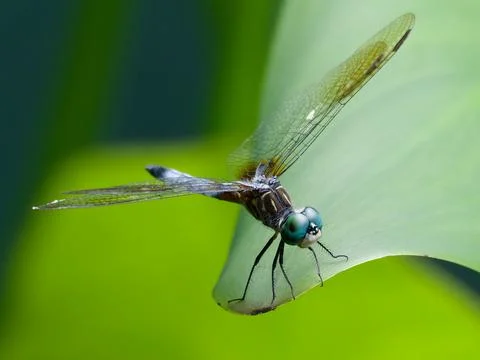 Closeup of blue dasher dragonfly Foto stock