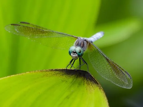 Closeup of Blue Dasher Dragonfly 写真素材