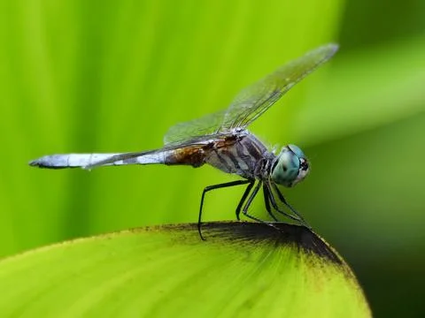 Closeup of Blue Dasher Dragonfly 库存照片