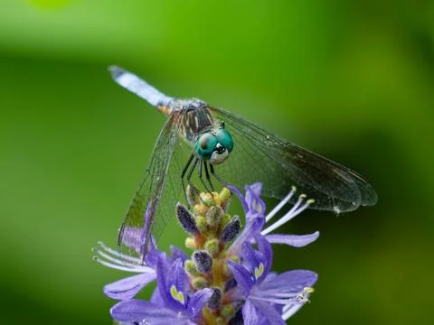 Closeup of Blue Dasher Dragonfly Stock Photos