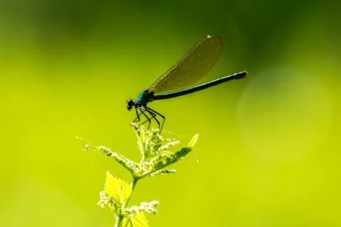 Closeup blue dragonfly Stock Photos