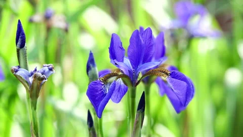 Closeup of blue flag iris blossom Stock-Footage 308033205