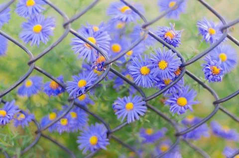 Closeup blue flowers on background of old rusty wire mesh fence Stock Photos