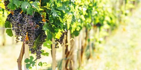 Closeup of blue grape in vineyard with sunlight. Winery and grapevine growi.. Stock Photos