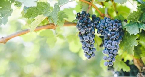 Closeup of blue grape in vineyard with sunlight. Winery and grapevine growi.. Stockfoto's
