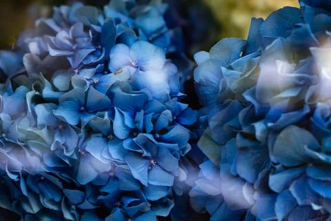 Closeup of blue hydrangea blossom 写真素材