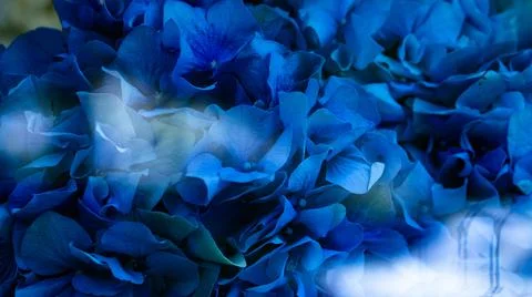 Closeup of blue hydrangea blossom Foto stock