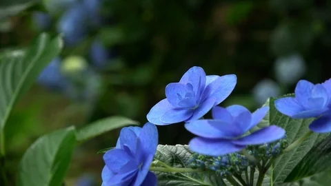 Closeup of the blue hydrangea flowers, 4K Stock Footage 107703004