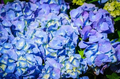 Closeup of blue hydrangea. Hydrangea macrophylla in a garden Stock Photos