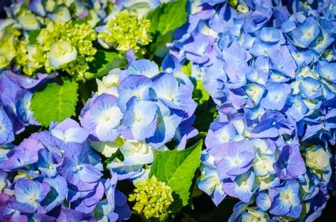 Closeup of blue hydrangea. Hydrangea macrophylla in a garden Stock Photos