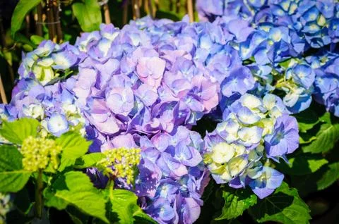 Closeup of blue hydrangea. Hydrangea macrophylla in a garden Foto stock