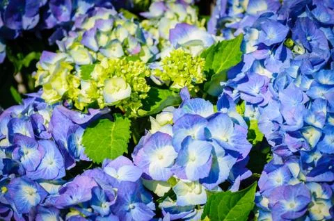 Closeup of blue hydrangea. Hydrangea macrophylla in a garden Stock Photos