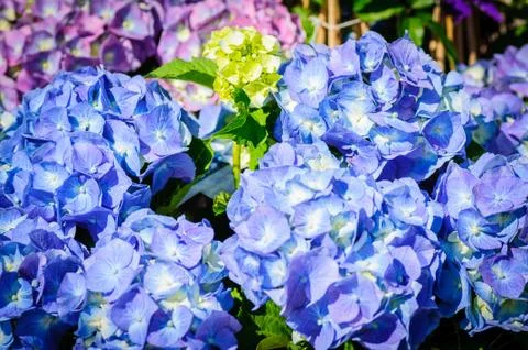 Closeup of blue hydrangea. Hydrangea macrophylla in a garden Stock Photos